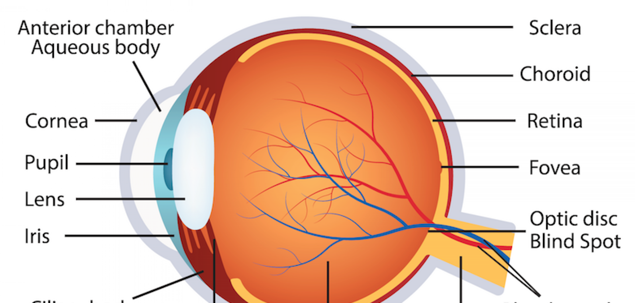 Ocular Anatomy Diagram