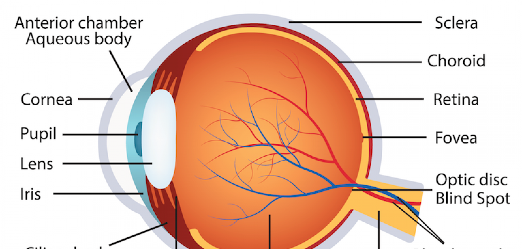 Eye Anatomy Poster